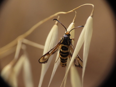 Bembecia uroceriformis