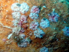Miniacina miniacea