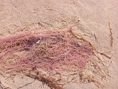 Gracilariaceae