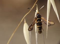 Bembecia uroceriformis