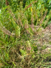 Lepidium virginicum