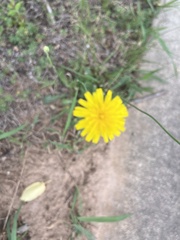 Krigia dandelion