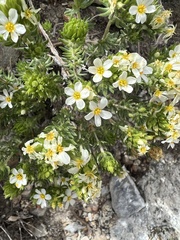 Leptosiphon nuttallii