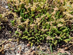 Sedum acre