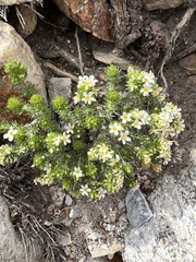 Leptosiphon nuttallii