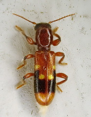 Priocera castanea