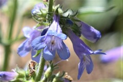 Penstemon virens
