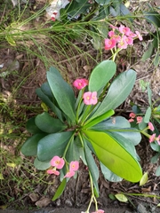 Euphorbia
