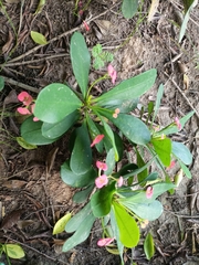 Euphorbia