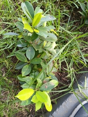 Magnoliopsida