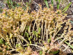 Sedum acre