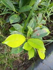 Magnoliopsida