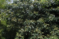 Melicope lunu-ankenda