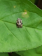 Harmonia axyridis