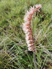 Holothrix scopularia