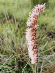 Holothrix scopularia