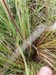 Holothrix scopularia