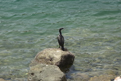 Phalacrocorax nigrogularis