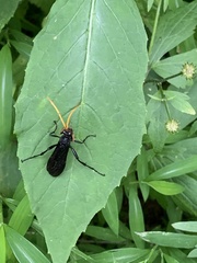 Gnamptopelta