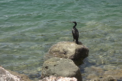 Phalacrocorax nigrogularis