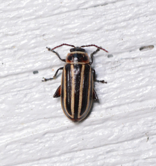 Disonycha pensylvanica