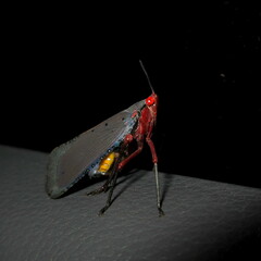 Kalidasa nigromaculata