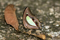 Polyura athamas