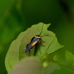 Hemithyrsocera vittata