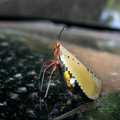 Kalidasa nigromaculata