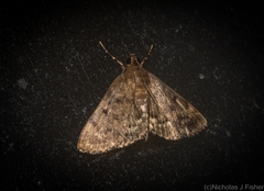 Syllepte ochrotozona