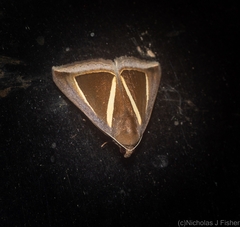 Chalciope alcyona