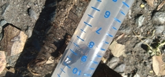 Selatosomus lateralis
