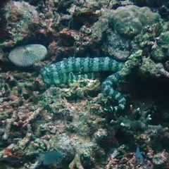 Emydocephalus ijimae