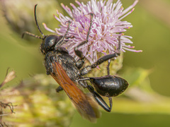 Prionyx subfuscatus