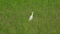 Bubulcus ibis