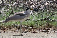 Esacus recurvirostris