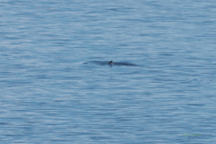 Balaenoptera acutorostrata