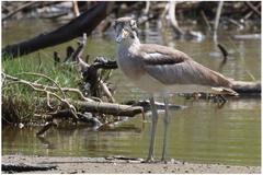 Esacus recurvirostris