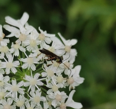 Ichneumon sarcitorius