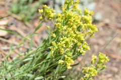 Draba streptocarpa