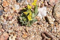 Draba streptocarpa