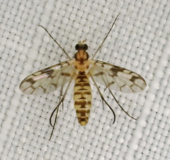 Proceroplatus elegans