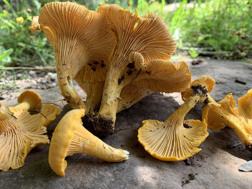 Newfoundland chanterelle