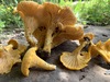 Newfoundland Chanterelle - Photo (c) Alfredo Justo, some rights reserved (CC BY-NC), uploaded by Alfredo Justo