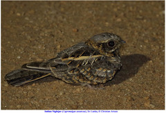Caprimulgus asiaticus