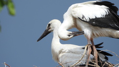 Ciconia ciconia