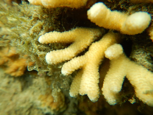 Representative image of Stylophora