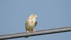 Emberiza calandra