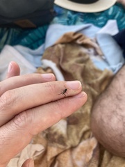 Zeuxevania splendidula