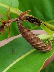 Cryphonectria parasitica